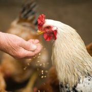 BEL AIR: Project on endotoxin emissions from poultry houses
